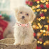 Christmas Cotton Dog Collar for Puppy Girl or Boy, Comfortable with Durable Metal Buckle, XS, Neck 8-12in