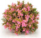 BiOrb 46088.0 Flower Ball - Pink Aquariums Decoration