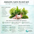 3 CO2 (3) Axolotl Live Plants Bundle - Species Starter Kit | Java Fern, Hornwort & Water Sprite - Cold Water Safe, No