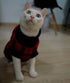 Turtleneck Dog Argyle Sweater for Medium Dogs
