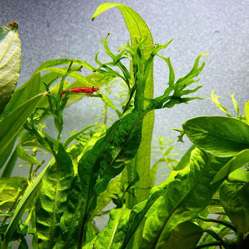 PLANTEREST BUY2GET1FREE Java Fern Windelov Microsorum Pteropus Loose US Grow Live Aquarium Plant Tropical Freshwater