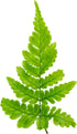 Brilliance Mini Ferns Terrarium Plants by Sprig & Stone