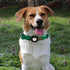 Elegant little tail Airtag Dog Collar, St Patrick's Day Pet Collar with Airtag Holder, Adjustable Cute Puppy Collar for