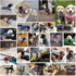 Pet Dog Navy Blue Classic Knitwear Sweater, Warm Winter Coat for Small Dogs (M)