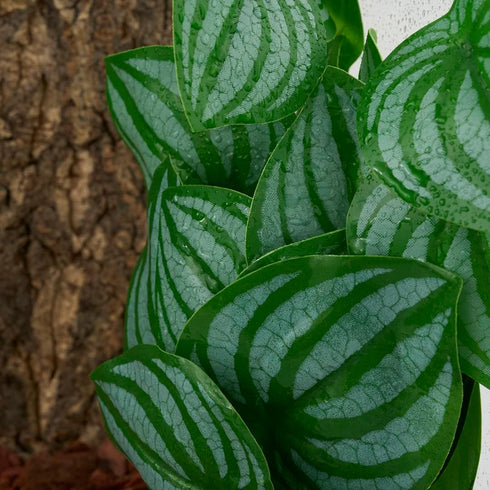 WOLEDOE Reptile Plants for Terrarium, Amphibian Habitat Decor Artificial Hanging Plants with Suction Cup - Fake