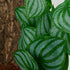 WOLEDOE Reptile Plants for Terrarium, Amphibian Habitat Decor Artificial Hanging Plants with Suction Cup - Fake
