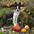 Thanksgiving Turkey Dog Collar Gift - Soft Bow Adjustable Metal Buckle Collar for Medium Dogs