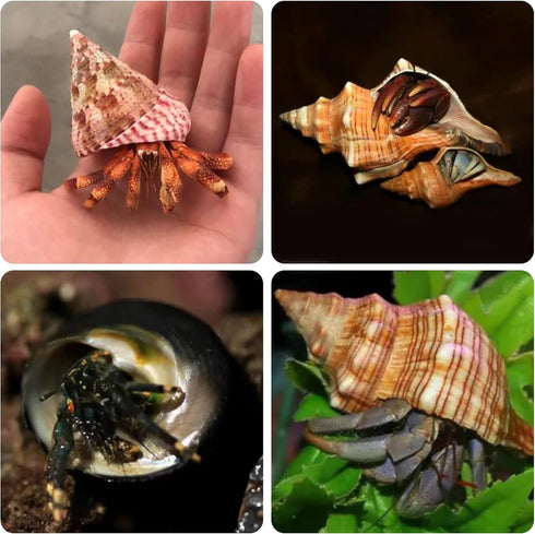 14 Kind Natural Hermit Crab Shells 14PCS, Size 1" - 3.5", Opening 0.8" - 1.5", Pearl Turbo Seashell Décor