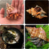 14 Kind Natural Hermit Crab Shells 14PCS, Size 1" - 3.5", Opening 0.8" - 1.5", Pearl Turbo Seashell Décor