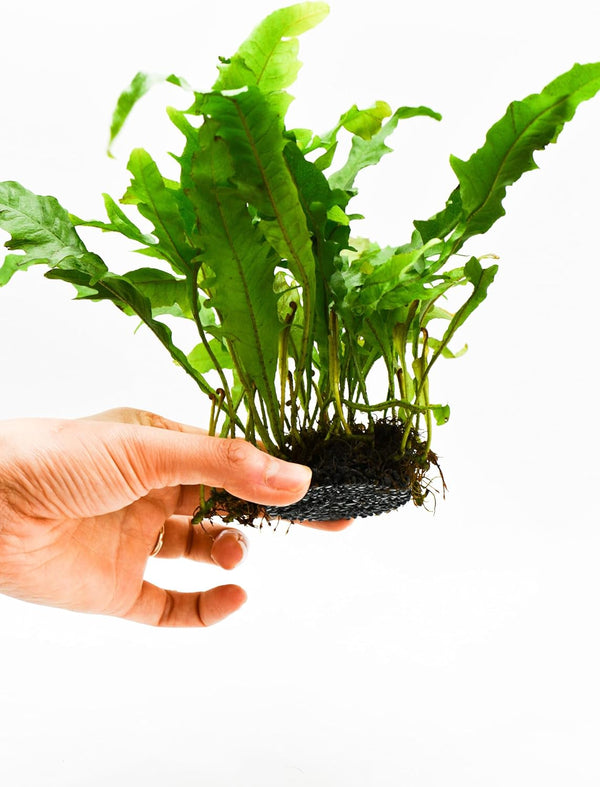 Generic Java Fern Live Aquarium Plants Windelov, Narrow Leaf & More Easy Aquascaping