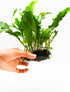Generic Java Fern Live Aquarium Plants Windelov, Narrow Leaf & More Easy Aquascaping