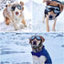 NAMSAN Dog Goggles, Anti-UV Sunglasses for Medium to Large Breeds, Windproof Eye Protection, Black