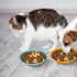 6 inch Cat Bowls for Food and Water - Unbreakable Wheat Straw Dishes, 8 Pcs