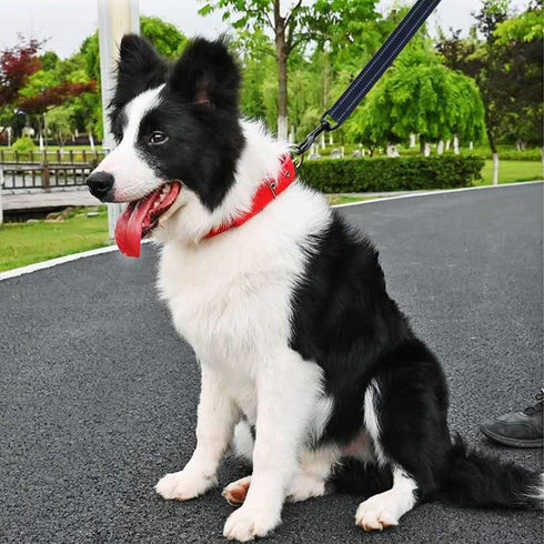 Nylon Short Dog Leash with Padded Handle, 3 Sizes, Highly Reflective Threads for Small, Medium, and Large Dogs