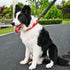 Nylon Short Dog Leash with Padded Handle, 3 Sizes, Highly Reflective Threads for Small, Medium, and Large Dogs