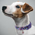 Faygarsle Cotton Dog Collar, Cute Floral Design for Small Medium Large Dogs, Soft Fancy Pet Collars for Girls