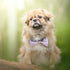 Segarty Dog Bow Tie Plaid, Adjustable Bow Collar for Small Medium Large Dogs, Pet Grooming Bows for Weddings and