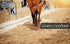 Dressage Letters Arena Markers,Metal Dressage Arena Letters Dressage Equipment for Equestrian Athletes and Events