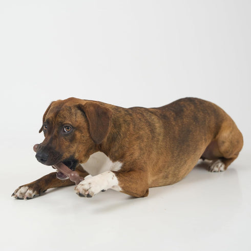 SPOT Bam-Bones Wishbone - Durable Long Lasting Dog Chew for Light to Moderate Chewers, 7in, Bacon Flavor