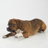 SPOT Bam-Bones Wishbone - Durable Long Lasting Dog Chew for Light to Moderate Chewers, 7in, Bacon Flavor