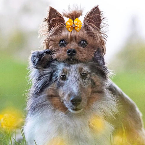 PET SHOW 50Pcs/25Pairs Paw Pattern Small Dog Hair Bows Bulk with Rubber Bands for Medium Dogs Cats, Puppy Shih Tzu