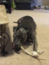 XL Deer Antler Dog Chew - Jumbo, Extra Large for Large Dogs and Aggressive Chewers