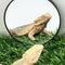 FlidRunest 2 Pack 3.4 Inches Bearded Dragon Mirror Toy, Hermit Crab Mirror