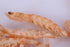 Premium Freeze-Dried Krill & Shrimp Mix, High Protein Floating Aquarium Food for Arowana, Koi, & Turtles