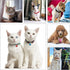 Pet Bells for Dog Cat Collar, 24 Sets of Stainless Steel Anti-Lost Training Bells, Suitable for Pet Pendant Accessories