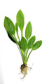 3X Marcus Fish Tanks - Amazon Sword Echinodorus Bleheri Easy Live Aquarium Plants for Aquatic Freshwater Fish Tank