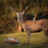 (2-Pack) 6-8lbs Himalayan Mineral Salt Rock for Deer Organic Pink Salt Block, Each for Enhanced Deer Health