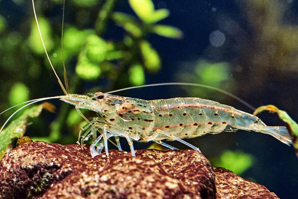 Amano Shrimp Live Freshwater Shrimp Aquarium Algae Cleaner Inverts (10 Shrimps (+1))