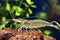 Amano Shrimp Live Freshwater Shrimp Aquarium Algae Cleaner Inverts (10 Shrimps (+1))