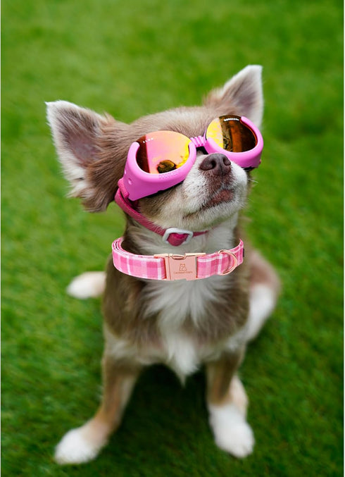 Lionheart Glory Valentine's Day Collar - Pink Plaid Adjustable Heavy-Duty Dog Collar for Medium Cute Spring Pet Gift.
