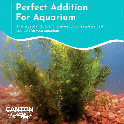Live Fish Aquarium Plants - Hornwort Coontail - Floating or Rooted, Excellent Oxygenator, Perfect for Ponds