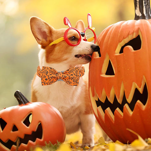 Halloween Dog Collar with Bow, Cute Pumpkin Gift Collar for X-Small Puppies