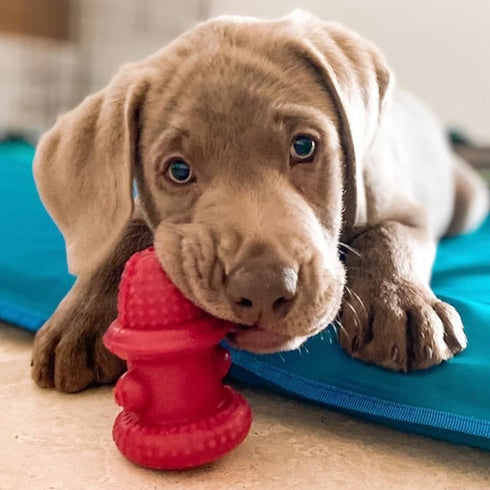 Spunky Pup Hydrant Dog Toy, Fill with Treats or Kibble | Rugged Double Wall Textured Rubber | Promotes Healthy Teeth