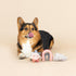Fringe Studio Mini Canvas Dog Toy Set of 3, PetShop Collection (RAIN OR Shine)
