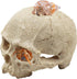 Reptile Aquarium Skull Decor, Snake Hideout Resin Skeleton Head Fish Hide, 4.7 × 3.5 × 3.7 Inch