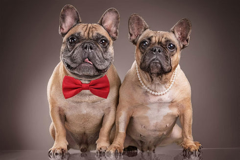 Amajiji Dark Red Formal Dog Bow Ties for Medium & Large Dogs (D114 100% Polyester)