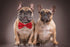 Amajiji Dark Red Formal Dog Bow Ties for Medium & Large Dogs (D114 100% Polyester)