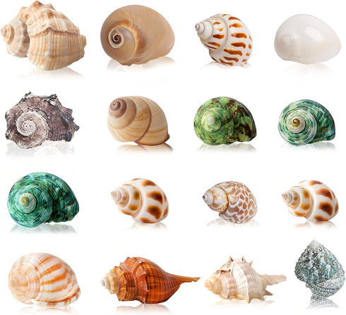 16PCS Medium Small Hermit Crab Shells, Sea Conch Size 1.1" - 2.4" for Natural Hermit Crab Supplies