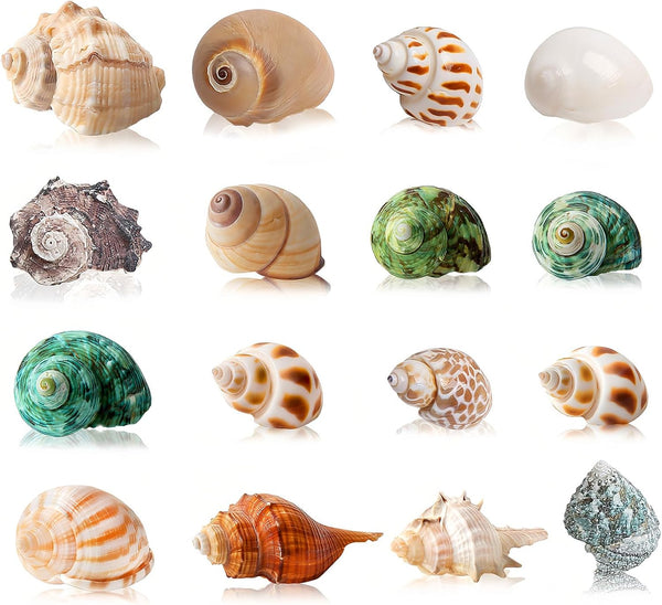 16PCS Medium Small Hermit Crab Shells, Sea Conch Size 1.1" - 2.4" for Natural Hermit Crab Supplies