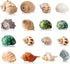 16PCS Medium Small Hermit Crab Shells, Sea Conch Size 1.1" - 2.4" for Natural Hermit Crab Supplies