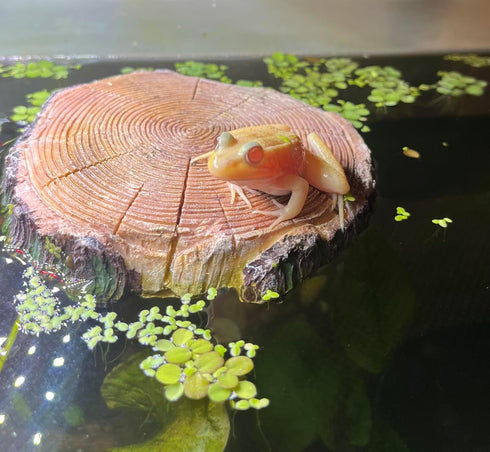 AQUA KT Aquatic Turtle Round Floating Dock, Tortoise Basking Platform with Suction Cup for Reptile Decoration