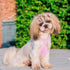 Segarty 30 PCS Dog Ties and Bows, Plaid Pet Neck Ties Grooming Accessories for Small Medium Dogs, Birthday Photography