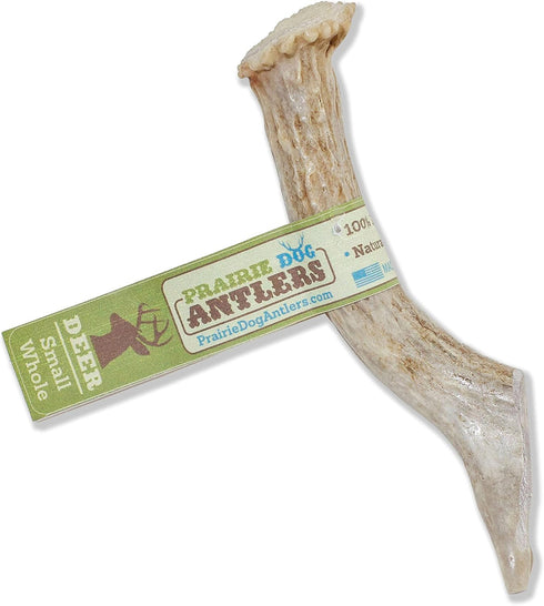 Prairie Dog Antlers | Whole North American Deer Antler | SMALL | Naturally Shed | Hand Harvested | 4-5.5 inches long