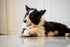 12", Squeaky Dog Plush Toy, Tools Bite_Stick Collection, for Various Sized Dogs (Hand Saw, Large)