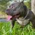 Secure Buckle Silver Metal Dog Chain Collar with ID Tag, Strong Stainless Steel Cuban Link Chew Proof for Large Dogs