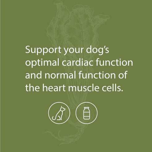 Canine Cardiac Support - Heart Supplement for Dogs - 25 Grams, Standard Process